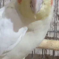 عروس هلندی بالغ