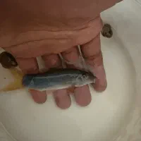 شارک رمبو دم گرمز ۹سانتی|ماهی|کامفیروز, |دیوار