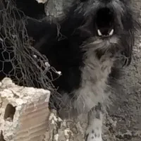 حیوان|سگ|زابل, |دیوار