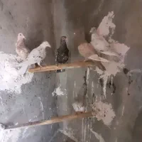 کبوتر|پرنده|کبودرآهنگ, |دیوار