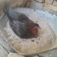 مرغ  وبندشلوارودان گندم