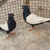 کفتر بهبونی  پرشی