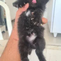 گربه|گربه|نیشابور, هفده شهریور|دیوار