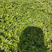 نهال گوجه فرانسوی