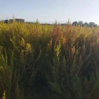 جارو فروشی