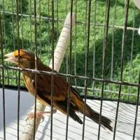 فروش یا معاوضه سهره قناری