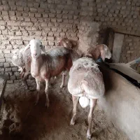 چندراس بره چینی افغان درجه یک راس بزغاله نر