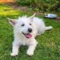 سگ اشپیتز ماده شیتزو واگذاری رایگان|سگ|کرج, کوی زنبق|دیوار