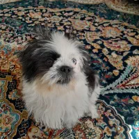 حیوان خانگی|سگ|خرمآباد, |دیوار