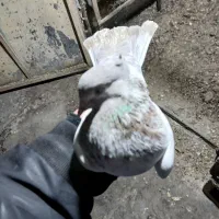 توافقی یا معاوضه دارم