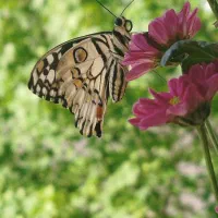 کارگر کشاورز شیر گیلان