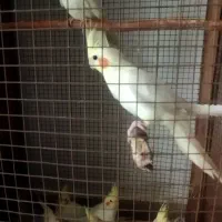 عروس هلندی|پرنده|بندرعباس, |دیوار