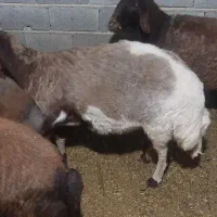 میش جوان فوق جنس|حیوانات مزرعه|جلین, |دیوار