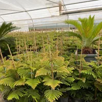 گل و گیاه اپارتمانی کاج مطبق محلات|گل و گیاه طبیعی|محلات, |دیوار