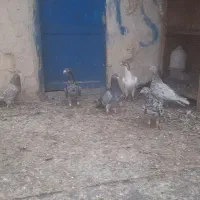 کبوتر کوهی دورگ|پرنده|باوی, |دیوار