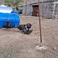 بوقلمون طبیعی تعداد 70|حیوانات مزرعه|بران, |دیوار