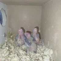 عروس هلندی|پرنده|قم, پردیسان|دیوار