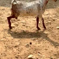 چند قلوزا|حیوانات مزرعه|نوشهر, |دیوار