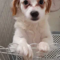 سگ اشپیتز ۶ ماهه