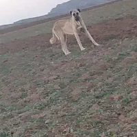 ماده سرابی 11ماهه|سگ|پارسآباد, |دیوار