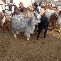 بزغاله علف خور