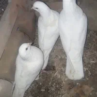 سفید آلمانی