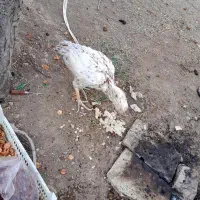 سلام مرغ لاری معاوضه با مرغ خونه کی قیمت دونه 700|حیوانات مزرعه|گزیک, |دیوار