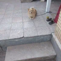 سلام پامرروباهی خوشرنگ تربییت شده قیمت ۹|سگ|بیرجند, |دیوار