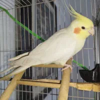 عروس هلندی