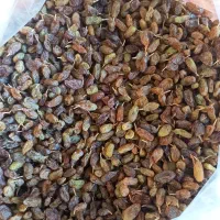 کشمش و لوبیا چیتی