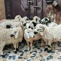 گوسفند نر دمخونگی