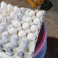 تخم نطفه دار مرغ گلین اصل|حیوانات مزرعه|گرگان, |دیوار