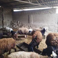 گوسفند و بره چاق|حیوانات مزرعه|سرخنکلاته, |دیوار