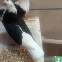 گمشده|حیوانات|اصفهان, دوطفلان|دیوار