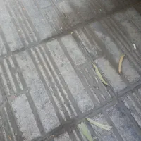 تعدای مدارک گم کردم