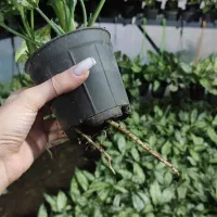 فروش آگلونما برفی بسیار باکیفیت|گل و گیاه طبیعی|عباس‌آباد, |دیوار