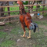 خروس لاری|حیوانات مزرعه|اسالم, |دیوار