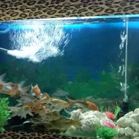 آکواریوم|ماهی|محمدشهر, عباس آباد|دیوار