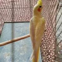 شاه طوطی جوانه