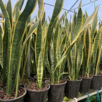 95 و95 و95 گلخونه گل