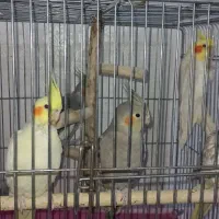 پرنده|پرنده|سوسنگرد, |دیوار