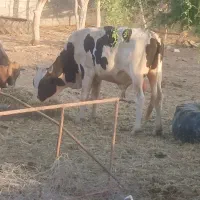 گاونر