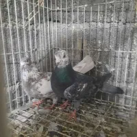 کبوتر ساعت بالا