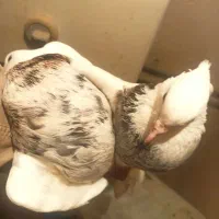 پرنده|پرنده|کنگاور, |دیوار