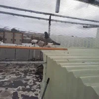 کبوتر|حیوانات|الیگودرز, |دیوار