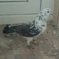 کفتر