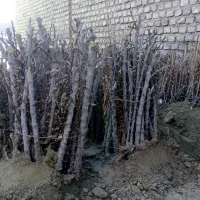 نهال زرشک خریداریم|خدمات باغبانی و درختکاری|قائن, |دیوار