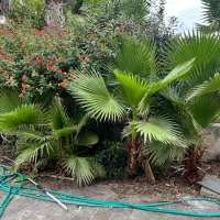 فروش درخت پالم|گل و گیاه طبیعی|رشت, دیانتی|دیوار