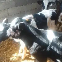 گوساله نر هولشتاین فوری توضیحات بخوانید