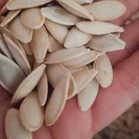 تخمه کدو چاق ودرشت پرمغز بدون پوچی